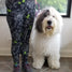 Agility MACH Obedience Dog Breed Ladies Leggings Perfect for Agility