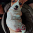 Pembroke Welsh Corgi Dog Body Pillow 4 styles of cuteness