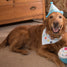 Birthday Celebration Cupcake Pink or Blue Plush Squeaker Dog Puppy Toy